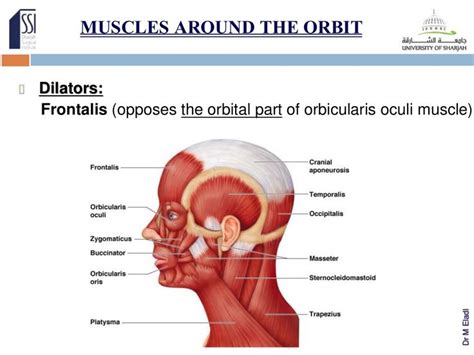 Drmeladl Dilators Frontalis Opposes The Orbital Part Of Orbicularis
