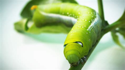 Closeup Green Tobacco Hornworm Caterpillar On Green Plant Hd Green