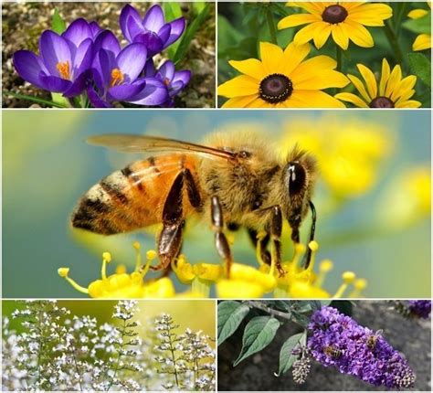 Perennials are a good investment for the some of the best flowers for honey bees have single flowers. 20 Beautiful Flowers To Attract Bees To Your Garden