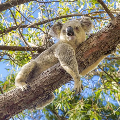Sleepy Koala Magnetic Island Photography