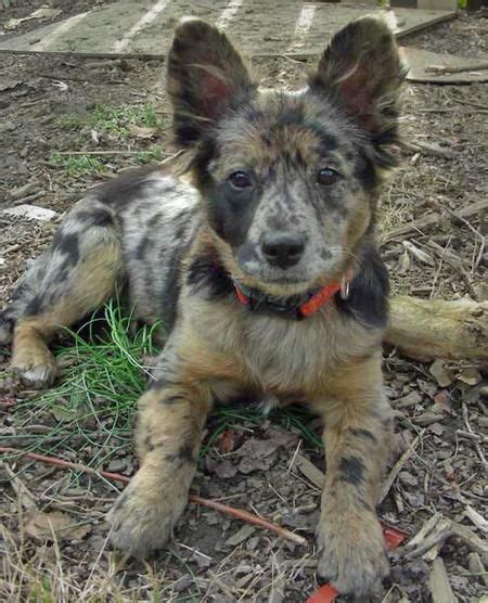 Australian Shepherd Mixed With Cattle Dog Animal Protective League