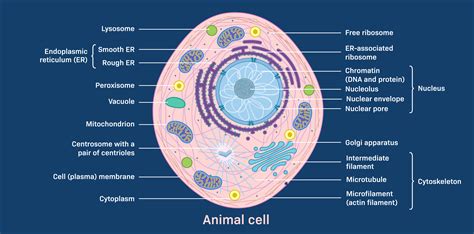 Animal Cell Cell Membrane