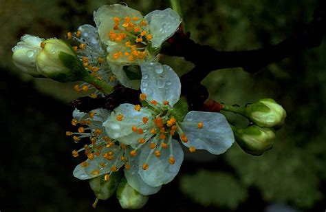 Blossoms Buds And Drops Best Viewed Largemany Thank Flickr