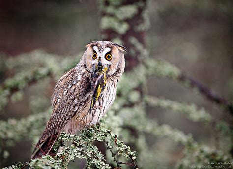 Long Eared Owl Eating Long Eared Owls Are Very Good At Cam Flickr