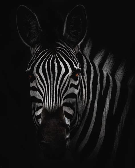 Hd Wallpaper Two Zebra Portrait Zebras Stripes Black And White