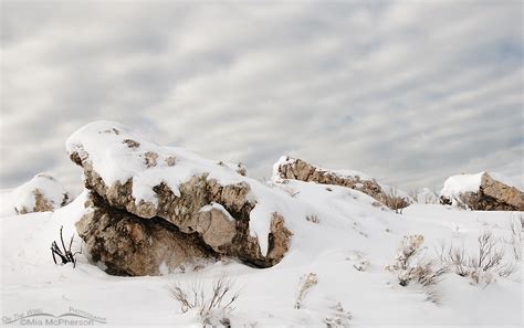 Snow Covered Rocks On Antelope Island Mia Mcphersons On The Wing