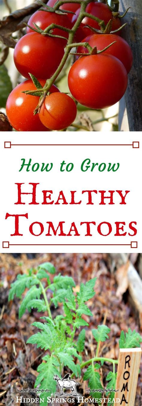 How To Grow Healthy Tomatoes Gardeningideas Growing Tomato Plants