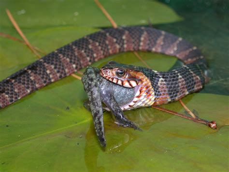 Water Snakes Invading California Threaten Native Species