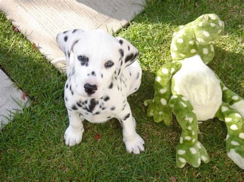 See more ideas about dalmatian, puppies, dalmatian puppy. Baby Dalmatian | Veo Manchas | Pinterest