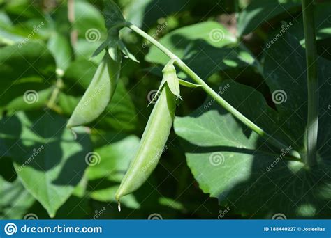 Sugarsnap Pea Plant With Pods Stock Image Image Of Agriculture
