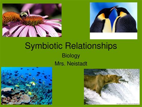 Ppt Symbiotic Relationships Biology Mrs Neistadt Powerpoint