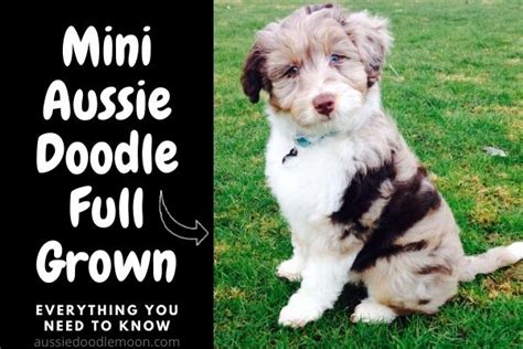 Aussiedoodle Size Chart Toy Miniature And Standard Aussiedoodle Moon