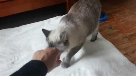 Introducing Ralf The Lynx Point Siamese Youtube
