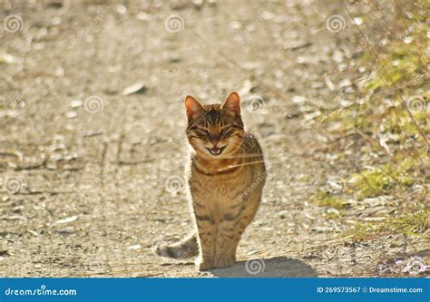 A Tabby Cat Meowing So Sweetly Stock Image Image Of Nature Sweetly