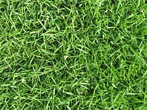 Zoysia is extremely drought tolerant and the most common cause of failure is over watering. Raleigh Zoysia Sod Prices | Cary, Fuquay | NC Sod & Mulch