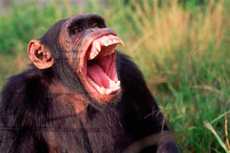 Chimpanzee Guide Food Habitat Tool Use And More Bbc Wildlife