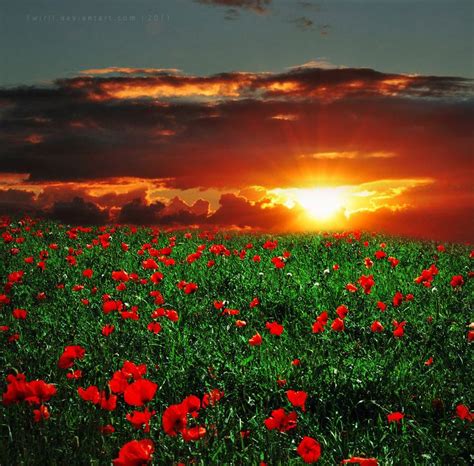 Field Of Poppies Sunset Sunrise Sunset Sunset Views