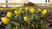 Wann kommt der Frühling? | wetter.de