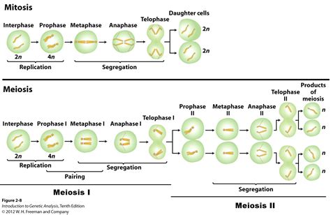 Mitosis Vs Meiosis Chart Worksheet Porn Sex Picture