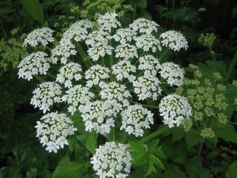 How To Get Rid Of Hogweed On The Site Advice From Experienced Summer
