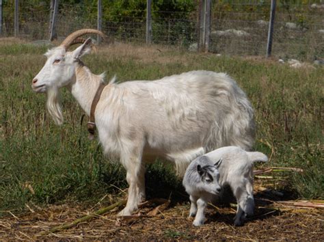 Icelandic Goat Project Beauchemin Preservation Farm