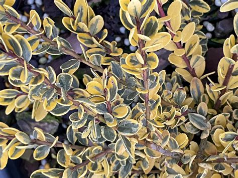 Buy Ilex Crenata Kufujin Dwarf Variegated Japanese Holly Mr Maple