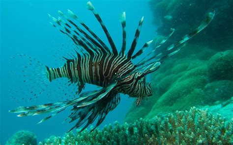 Awesome Ocean Lionfish Great Barrier Reef Desktop Pictures With 1920×