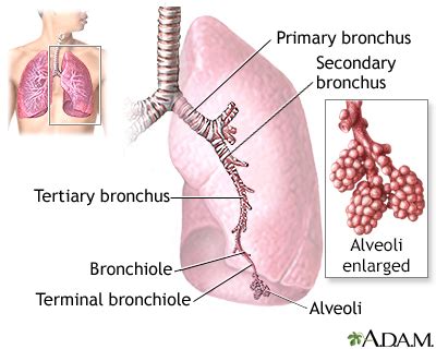 Talk to our experts at the american lung association lung helpline. Empyema - Symptoms and Causes