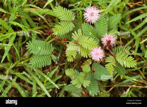 Sensitivity Plant Mimosa Pudica Flowering Plant Queensland Stock