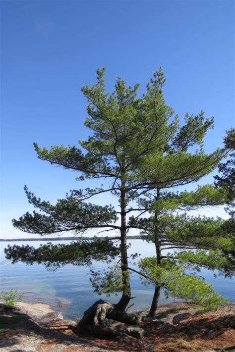 The Amazing Journey Of Ontarios Provincial Tree