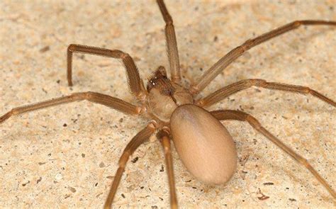 Pic Of Brown Recluse Spider Where Do Brown Recluse Spiders Hide So