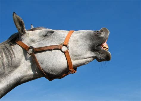 Neighing Horse Stock Image Image Of Face Grey Ears 4139077
