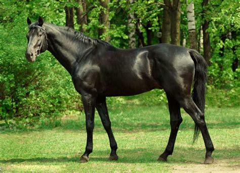 Top 10 Most Expensive Horse Breeds In The World Sprintally