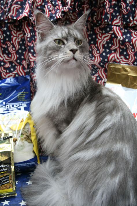 We did not find results for: Silver Tabby Maine Coon Cat - Best Cat Wallpaper