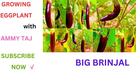 Growing Eggplant Brinjal Plants Eggplant Farming Growing Brinjal