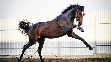 The Fastest Horse Breed In The World