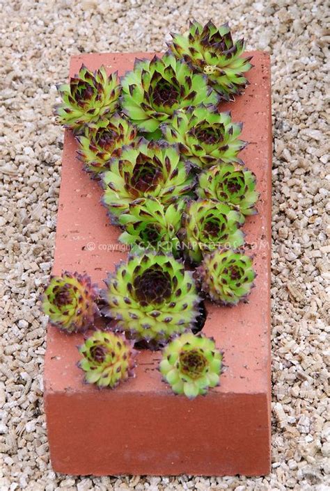 Sempervivum Succulents Planted In Terracotta Brick As Pot Container