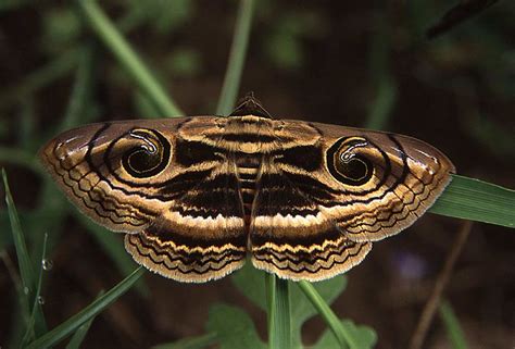 TrekNature | Owlet Eye moth Photo | Owlet, Moth, Eyes