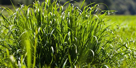 Rootstock Radio The Science Of Grass Organic Valley