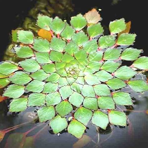 Ludwigia Sedioides Mosaic Flower 1 Stem Buy Aquarium Plants And