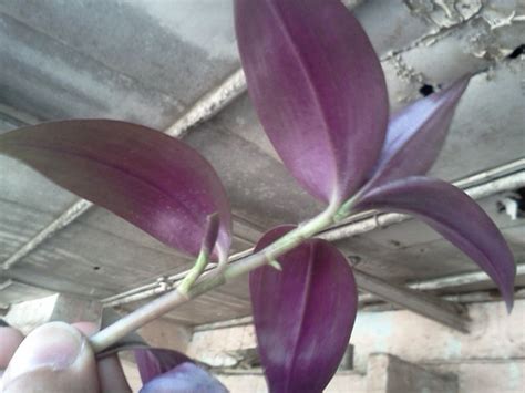 Check spelling or type a new query. identification - What is the name of this purple leaved ...