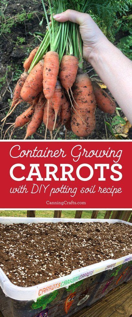 Planting Carrots In Containers With Homemade Potting Soil Recipe