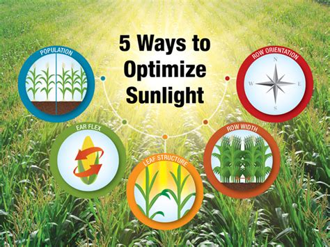 5 Ways To Optimize Sunlight Agweb