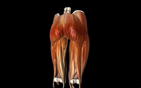 Hip Joint With Muscles Medically Accurate 3d Model 3d Model Animated