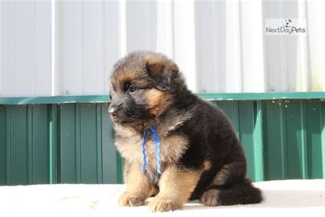 If you would like to expand your search outside of german shepherd puppies listed in ohio, then perhaps you would be interested in the following puppies. Vom Buflod Blue: German Shepherd puppy for sale near ...