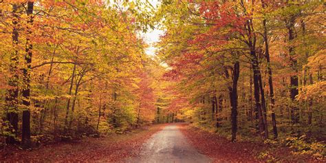 Free Photo Fall Autumn Maple Vivid Free Download Jooinn