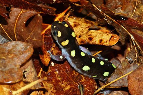 Ambystoma Maculatum Spotted Salamander Herps Of Arkansas