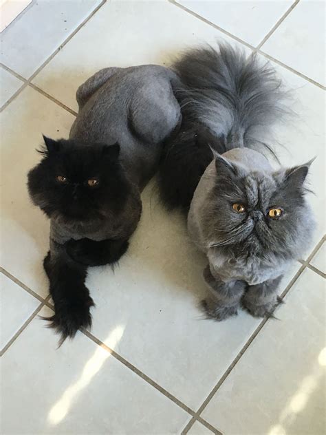 Fat cats cats and kittens cat lion cut cat haircut haircut fails funny cats funny animals animal funnies shaved cat. Pin on Love!