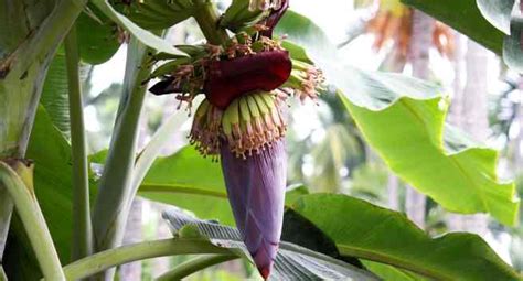 5 Health Benefits Of Eating Banana Flowers Read Health Related Blogs Articles And News On