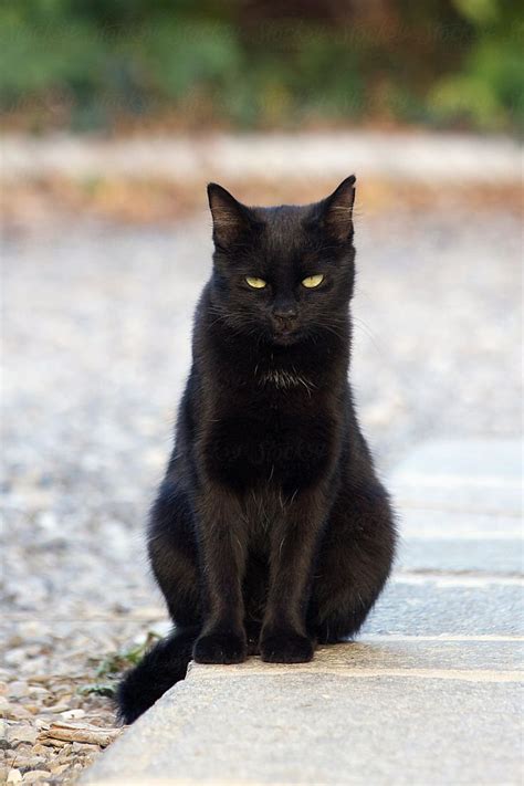 Black Cat Sitting